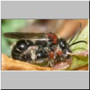 Smicromyrme rufipes - Rotbeinige Spinnenameise 05a 5-9mm Paarung.jpg